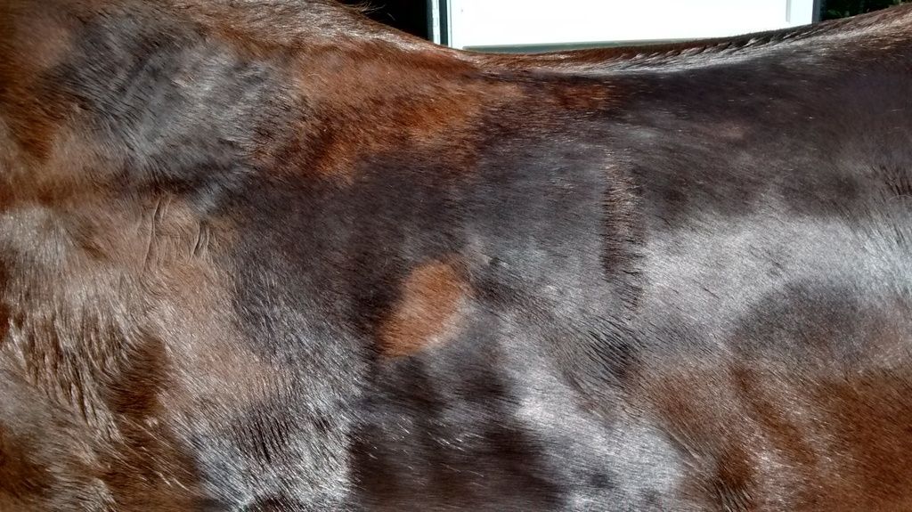 Two Different Saddles, Two Different Sweat Patterns The Horse Forum